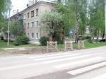 Обиженная «зебра»