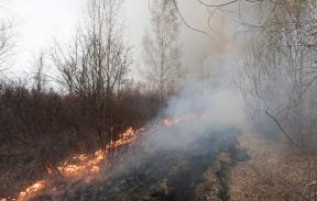 В Богородском округе запретили посещать леса из-за пожароопасности